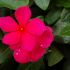 Sporul casei (impatiens) este si floare de gradina